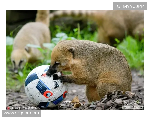 呆萌足球的奇幻旅程探索可爱球员与精彩比赛的完美结合